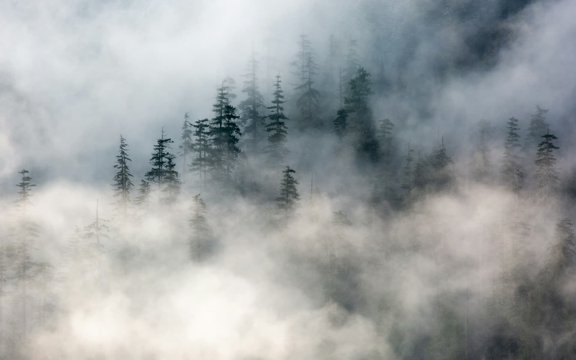 Misty highland coffee plantation